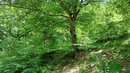 old tree in the green forest