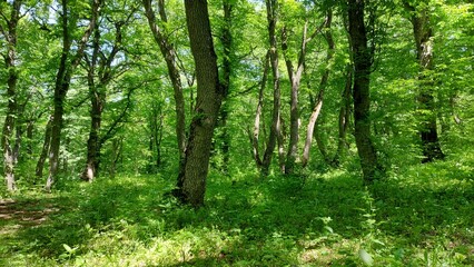 mystic deep forest