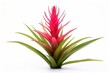 Fototapeta premium Bromeliad isolated on white.