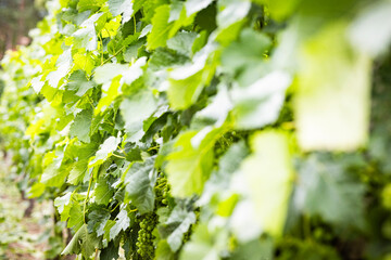 Unripe grapes in the vineyard. Bunches among the leaves on a sunny day