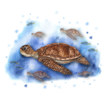 recommend clip art: Watercolor illustration with cute sea turtles swimming underwater among fish. Colorful drawing isolated on watercolor background. Can be used for print, baby textile, logo, icon, clothing.