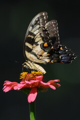 Yellow butterfly in pink flower. 