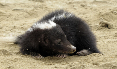 Striped Hog nosed Skunk on daylight resting on the sand of  a desert of Peru