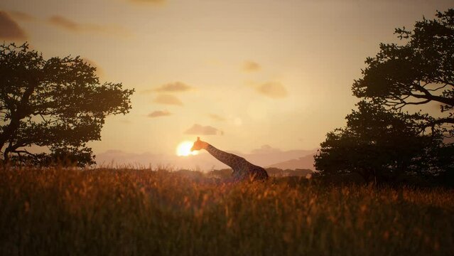 Giraffe is gracefully walking the savannah against the backdrop of an majestic African sunset, creating. The elegant creature traverses the golden sun disk, capturing an amazing moment of wild life.