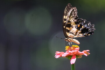 Yellow butterfly in pink flower. 