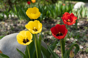 Yellow and red tulips in a flower bed in spring. Close-up