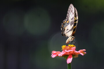 Yellow butterfly in pink flower. 