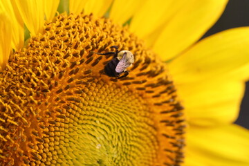 Bees and butterfly on yellow flower sunflower. 