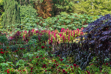 Red flowers and plants grown in a garden in summer