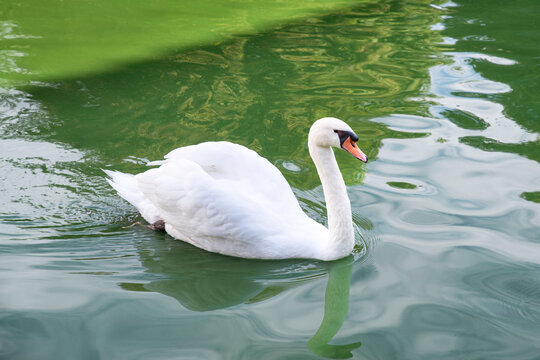 A white swan swims on green water