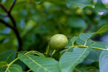 Young unripe walnut in shell on a walnut tree in late summer