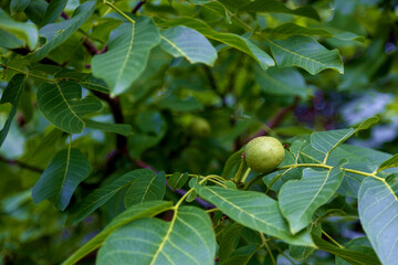 Young unripe walnut in shell on a walnut tree in late summer