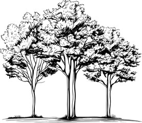 Oak Trees Line Art