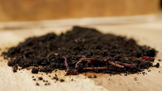 Close up, Crawling Red Earthworms in Black Soil Isolated on Wooden Background. Slow motion. Group of wriggling earthworms in wet compost. Fishing worms. Red worms Dendrobaena. Loosening fertile soil.