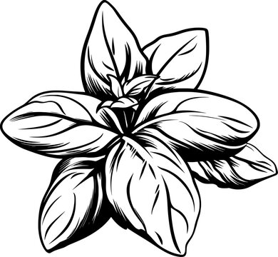 black and white basil plant drawing clip art preview