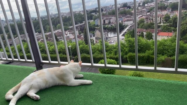 Chat sur le balcon trop mignon