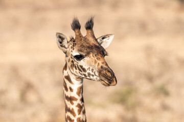 Giraffes in Nairobi National Park Kenya. Head portrait