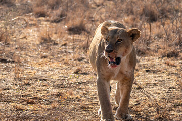 Lion with bloody mouth after eating a kill walks in the grass, in Nairobi National Park Kenya