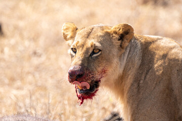 Lion with bloody mouth eats a cape buffalo he just killed. Kenya, Nairobi National Park