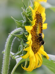 Bees on sunflower. 