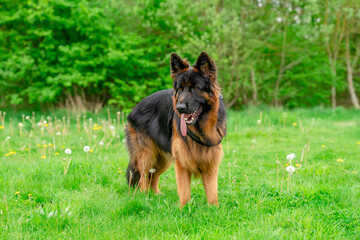 German shepherd dog in harness out for a walk lying, running, walking on the grass in sunny summer day