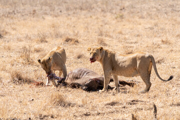 Lions eat a cape buffalo in Nairobi National Park Kenya