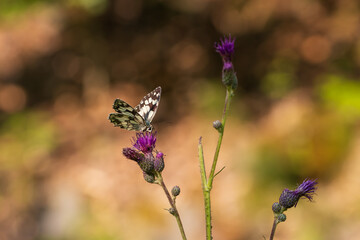 Butterfly meadow. There are butterflies and insects on the flowers and grass.