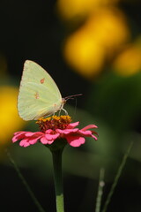 Green moth, butterfly on flower