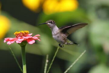 Hummingbird feeding on pink flower. 