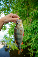 Obraz premium European perch in fisherman's hand, summer scenery