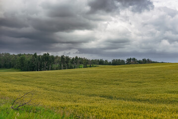 Prairie hay field under dark storm clouds in Central Alberta near Blackfalds.
