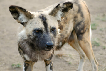 spotted hyena close up