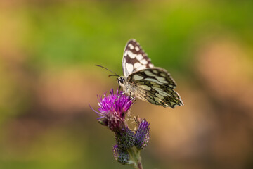 Butterfly meadow. There are butterflies and insects on the flowers and grass.