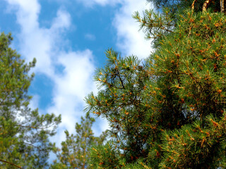 Obraz premium Sky through the pines