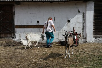 girl with goats in a pen