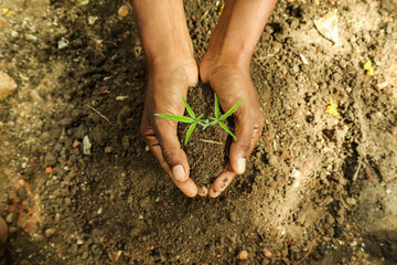 Hands of man holding young plant with soil background. Save earth concept.