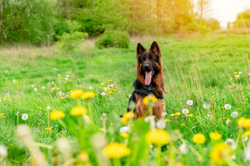 German shepherd dog in harness out for a walk lying, running, walking on the grass in sunny summer day