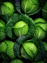 Fototapeta premium cabbage leaves background