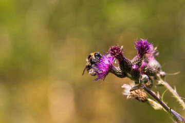 Butterfly meadow. There are butterflies and insects on the flowers and grass.