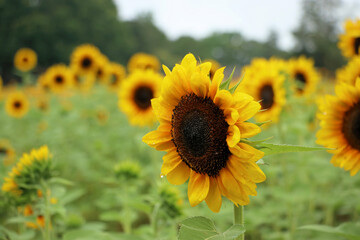 field of sunflowers