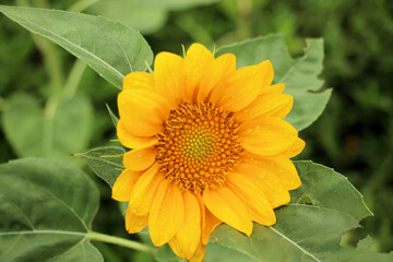sunflower in field