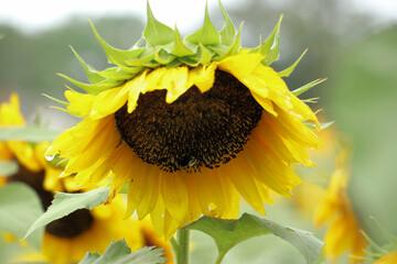 sunflower and bee