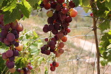 Uva rosada en la parra