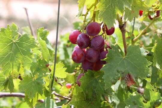 Uva rosada en la parra
