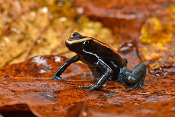 Golfodulcean Poison Frog // Gestreifter Blattsteiger, Gestreifter Pfeilgiftfrosch (Phyllobates vittatus)