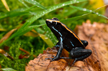 Golfodulcean Poison Frog // Gestreifter Blattsteiger, Gestreifter Pfeilgiftfrosch (Phyllobates vittatus)