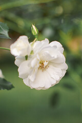 Bud of a white rose on a bush