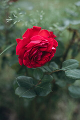 Bud of a red rose on a bush
