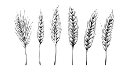 Set of wheat ears isolated. Hand drawings sketch illustration. Bakery farm food concept on white backgorund