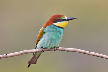 European bee-eater (Merops apiaster) in natural habitat